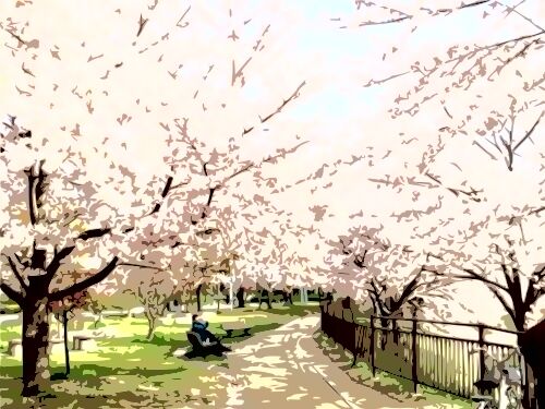 鶴見緑地の桜:2024年開花状況と楽しみ方/歴史までの完全ガイド