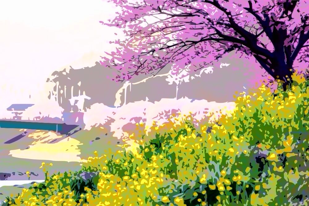 みなみの桜と菜の花まつり2024:河津桜と菜の花の楽園を歩く